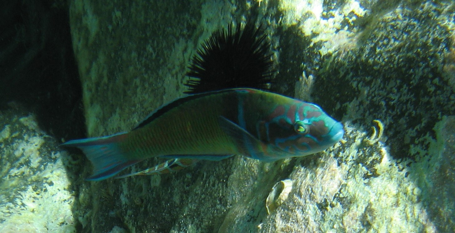Thalassoma pavo